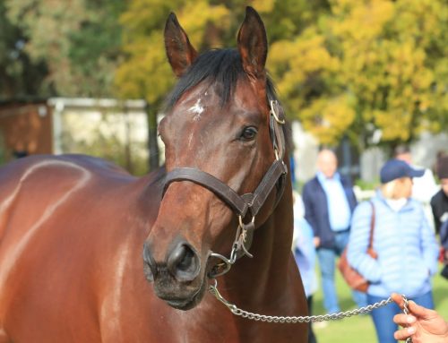 Royal Mo Showed to Country’s Top Breeders