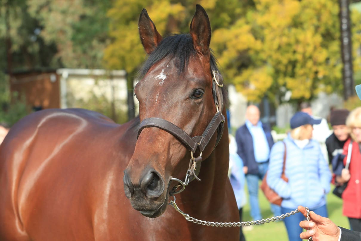 Royal Mo Showed to Country’s Top Breeders