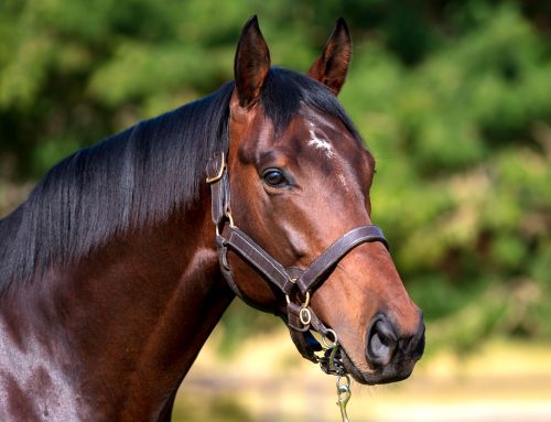 Uncle Mo son, Royal Mo at stud in SA